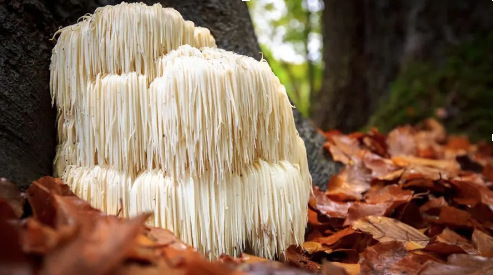 liones mane mushroom growing in the wild